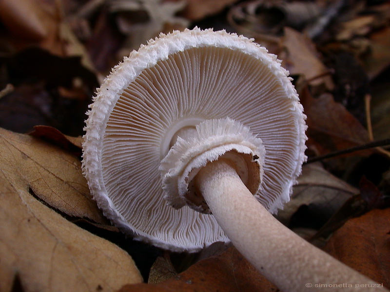 Escursione  in terra di Siena